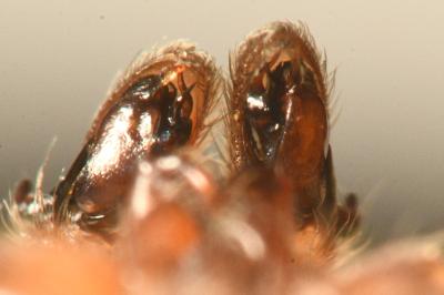 <i>Clubiona reclusa</i>