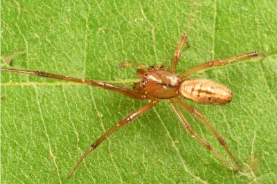 <i>Enoplognatha mordax</i>