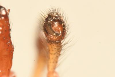 <i>Enoplognatha mordax</i>