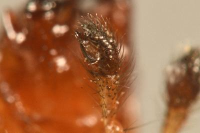 <i>Enoplognatha mordax</i>