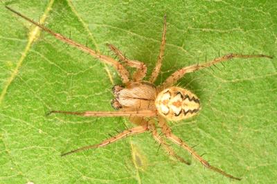<i>Neoscona adianta</i>
