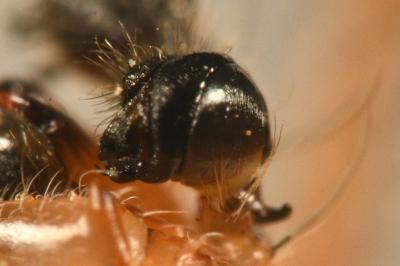 <i>Neoscona adianta</i>