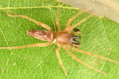 <i>Clubiona pseudoneglecta</i>