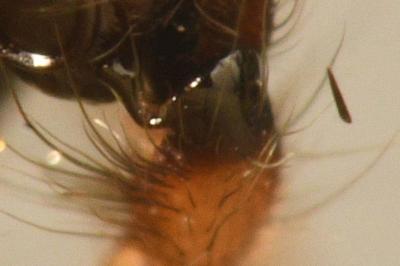 <i>Clubiona pseudoneglecta</i>