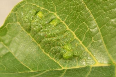 <i>Aceria erinea</i>