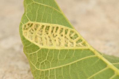 <i>Aceria erinea</i>
