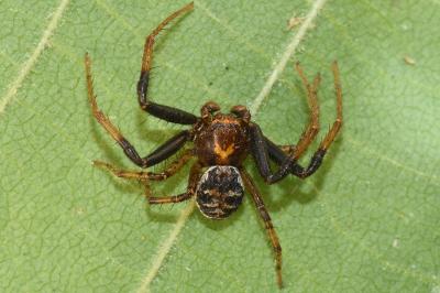 <i>Xysticus lanio</i>