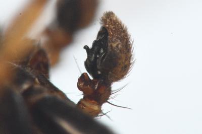 <i>Xysticus lanio</i>