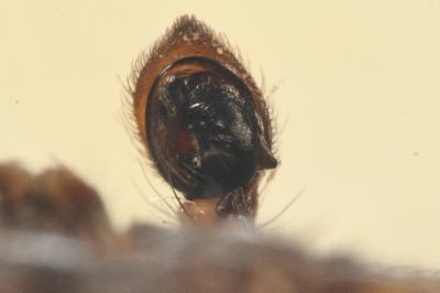 <i>Xysticus lanio</i>