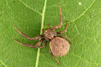<i>Xysticus acerbus</i>