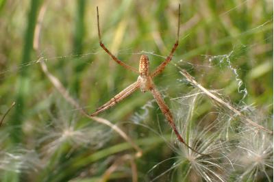 <i>Argiope bruennichi</i>
