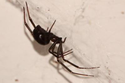 <i>Steatoda grossa</i>