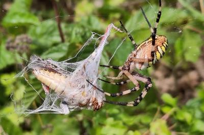 <i>Argiope bruennichi</i>
