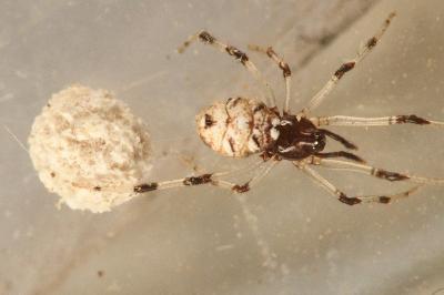 <i>Neottiura suaveolens</i>