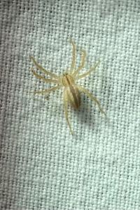 <i>Micrommata</i>