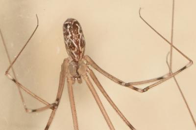 <i>Holocnemus pluchei</i>