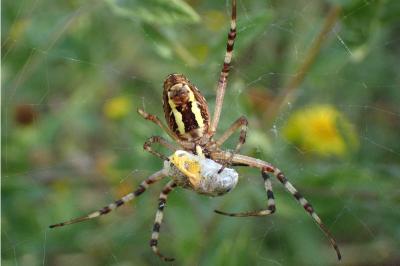 <i>Argiope bruennichi</i>