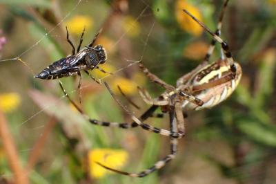 <i>Argiope bruennichi</i>