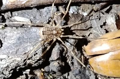 <i>Odiellus spinosus</i>