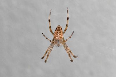 <i>Araneus diadematus</i>