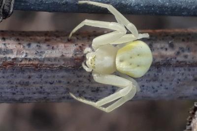 <i>Misumena vatia</i>