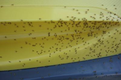 <i>Araneus diadematus</i>