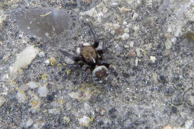 <i>Pseudeuophrys erratica</i>