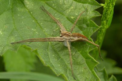 <i>Pisaura mirabilis</i>