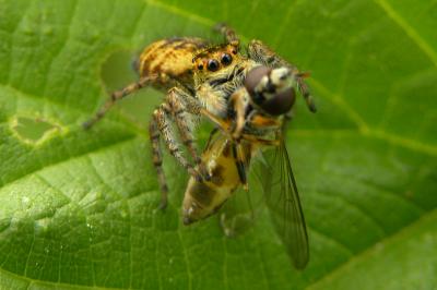 <i>Carrhotus xanthogramma</i>