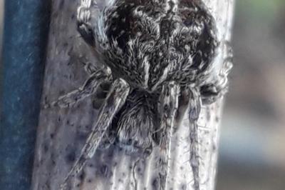 <i>Agalenatea redii</i>