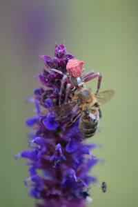 <i>Thomisus onustus</i>