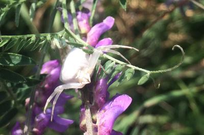 <i>Misumena vatia</i>