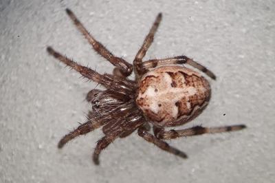 <i>Larinioides</i>