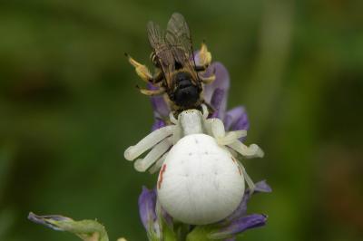 <i>Misumena vatia</i>