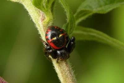 <i>Synema globosum</i>