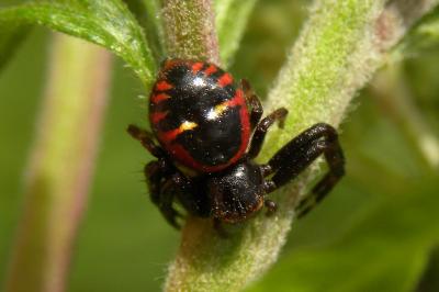 <i>Synema globosum</i>
