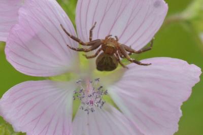 <i>Xysticus</i>