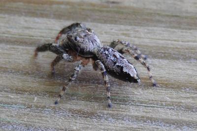 <i>Marpissa muscosa</i>