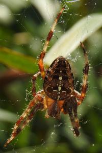 <i>Araneus diadematus</i>