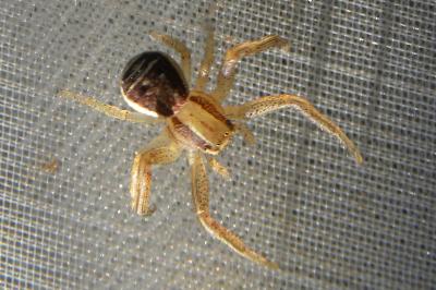 <i>Xysticus</i>