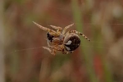 <i>Agalenatea redii</i>
