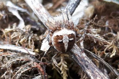 <i>Agalenatea redii</i>