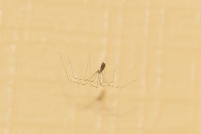 <i>Pholcus phalangioides</i>