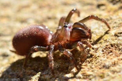 <i>Atypus</i>