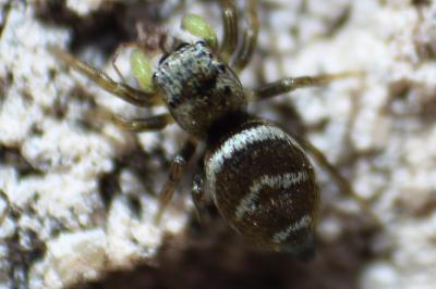 <i>Heliophanus tribulosus</i>