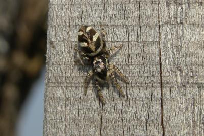 <i>Salticus scenicus</i>