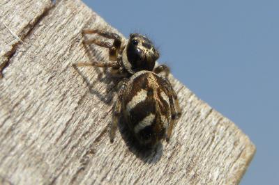 <i>Salticus scenicus</i>