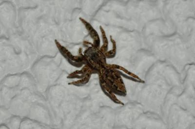 <i>Marpissa muscosa</i>