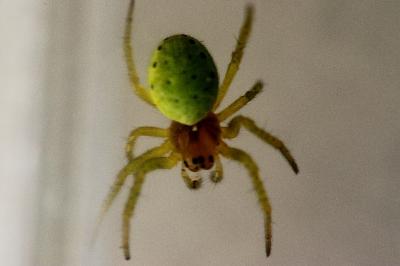 <i>Araniella</i>