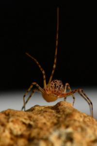 <i>Scytodes thoracica</i>